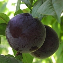 Слива 'Венгерская крупная'