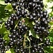 Смородина черная 'Зеленая дымка'