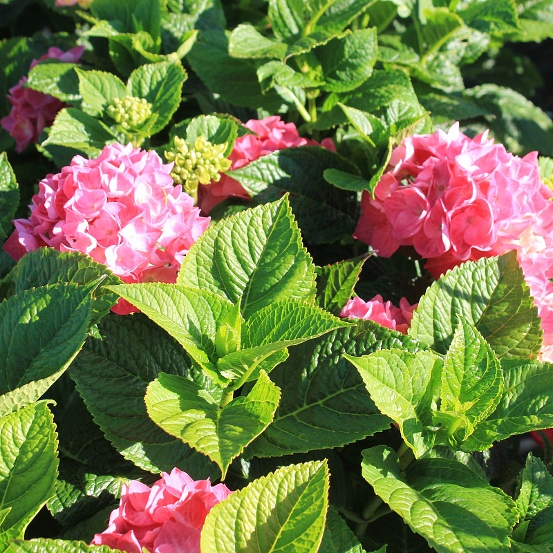 Гортензия крупнолистная 'Дива Фиоре' 