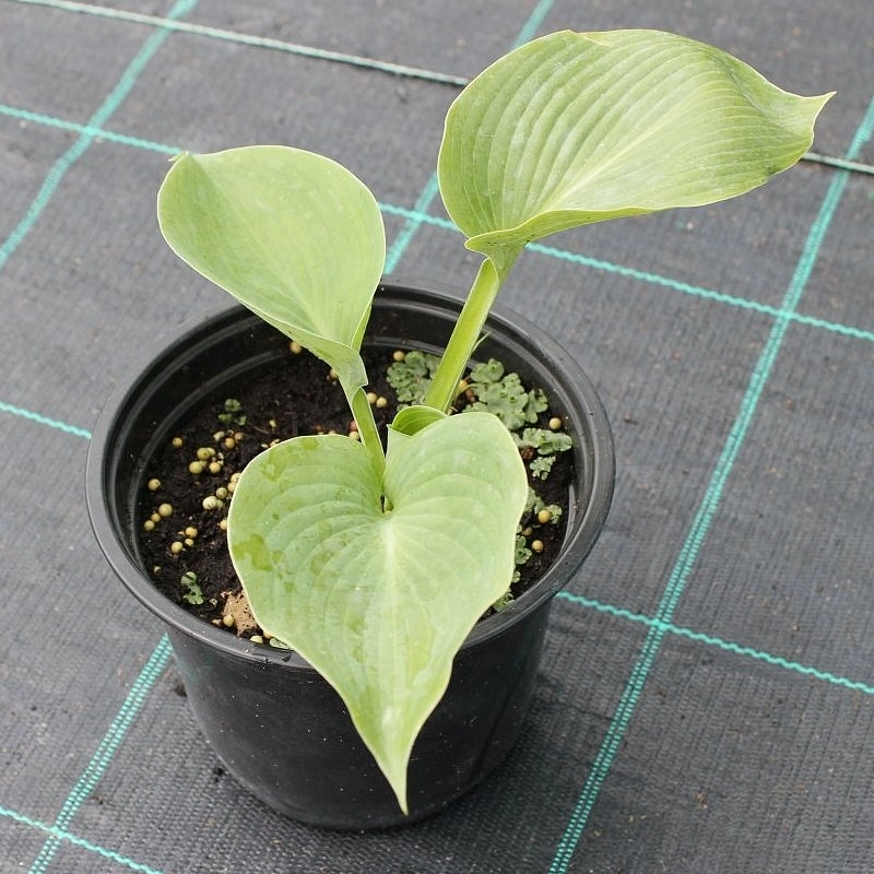 Хоста гибридная (вздутая, волнистая) 'Блу Ангел'