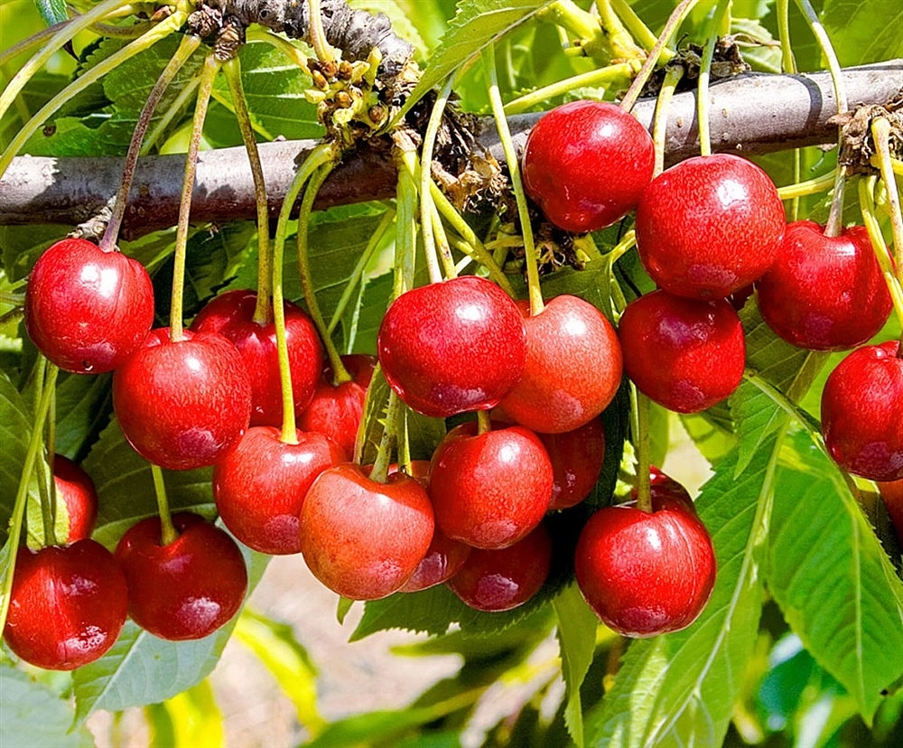 Черешня 'Мичуринка'