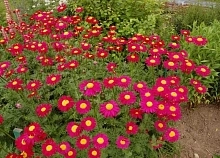 Семена Пиретрум