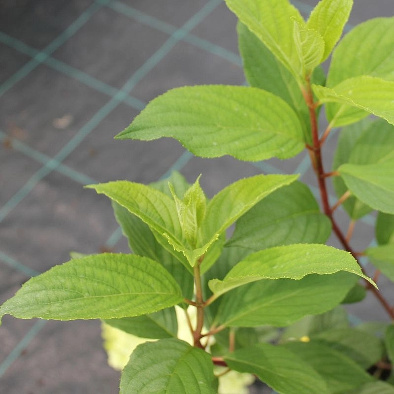 Гортензия метельчатая 'Диамантино'