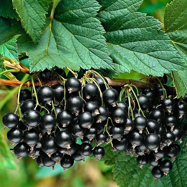 Смородина черная 'Селеченская 2'