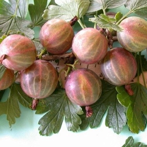 Крыжовник 'Станичный'