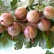 Крыжовник 'Станичный'