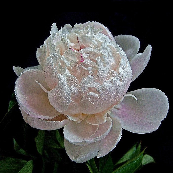 Пион Ширли Темпл