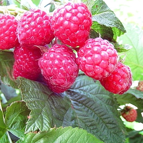 Малина 'Королевский пингвин'