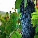 Виноград 'Дик'