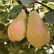 Груша 'Лесная красавица'