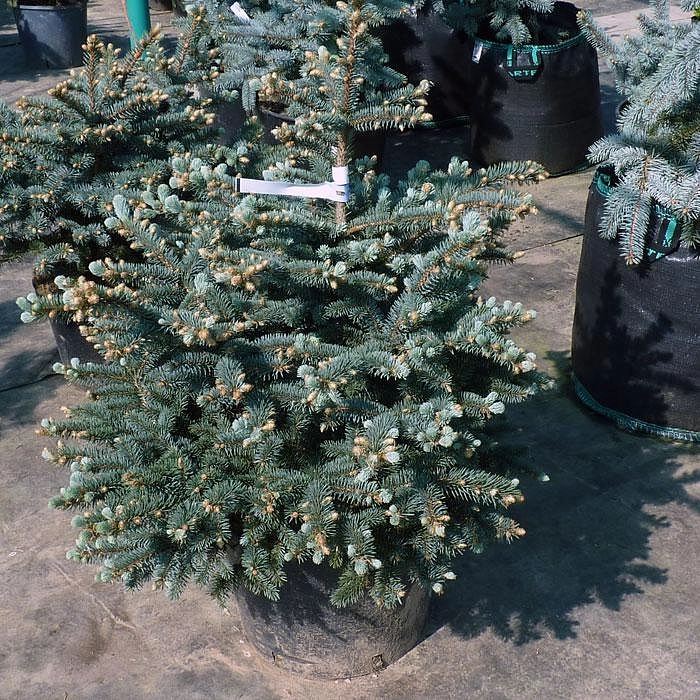 Ель колючая 'Монтгомери'