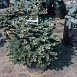 Ель колючая 'Монтгомери'