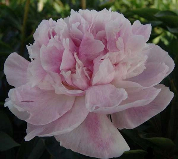 Пион молочноцветковый 'Сиинг Блю' (розовыйс фиолетовым)