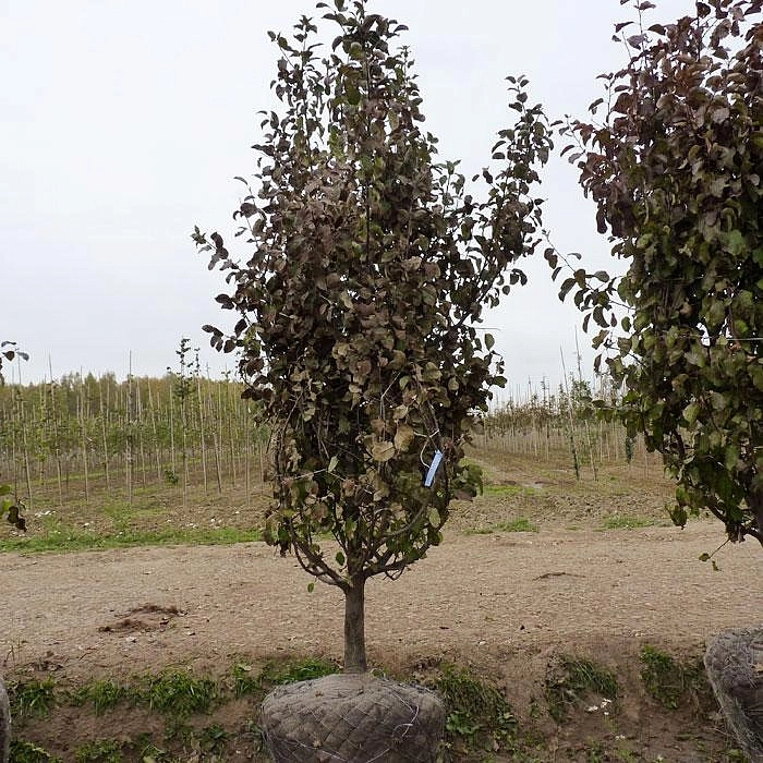 Яблоня домашняя 'Спартан'