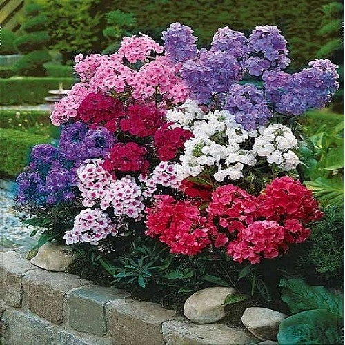 Семена Флокс