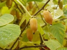 Актинидия полигама 'Злата'