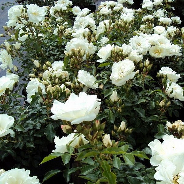 Роза 'Шнеефлокке' (почвопокровная, шраб) (белая)