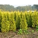 Туя западная 'Санкист'