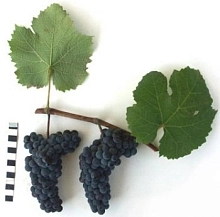 Виноград 'Тип цветочного'