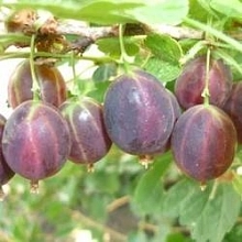 Крыжовник 'Малошипный Челябинский'