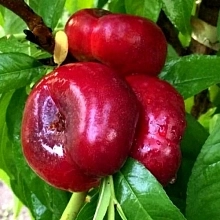 Персик 'Донат' (инжирный нектарин)