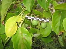 Актинидия Джиральди 'Иулиания'