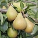 Груша 'Кокинская'