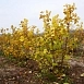 Пузыреплодник калинолистный 'Лютеус'
