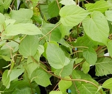 Актинидия Коломикта 'Королева сада'