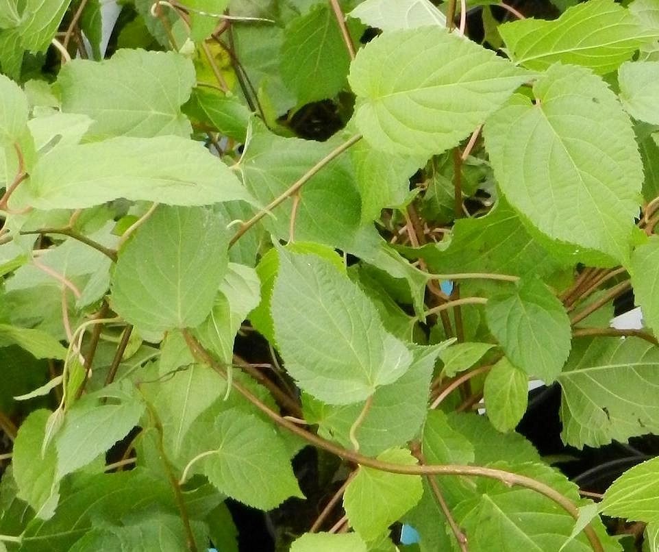 Актинидия Коломикта 'Королева сада'