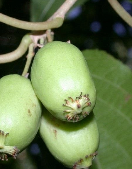 Актинидия Aргута 'Юбилейная'