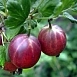 Крыжовник 'Финский красный'