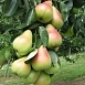 Груша колоновидная 'Сапфира'