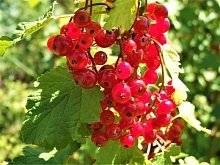 Смородина красная 'Джокер'