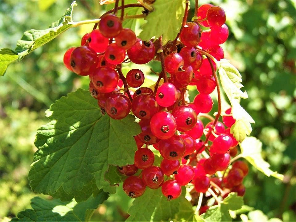 Смородина красная 'Джокер'