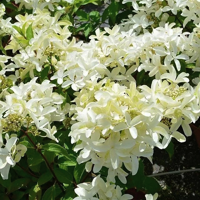 Гортензия метельчатая 'Стар Роуз'