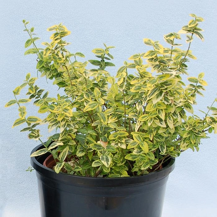 Бересклет Форчуна 'Эмеральд Голд'