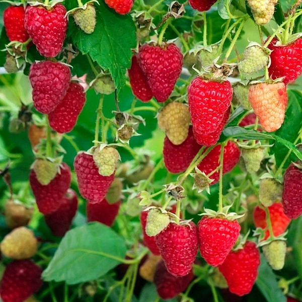 Малина 'Рубиновое ожерелье'