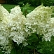 Гортензия метельчатая 'Дентель Де Горрон'