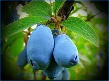 Жимолость съедобная 'Скороспелка'