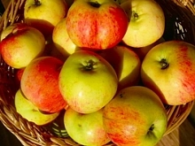 Яблоня домашняя 'Антоновка десертная'