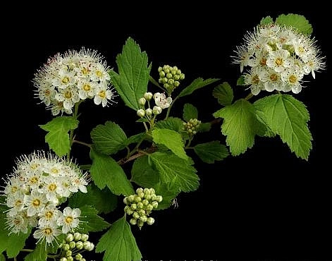 Пузыреплодник калинолистный