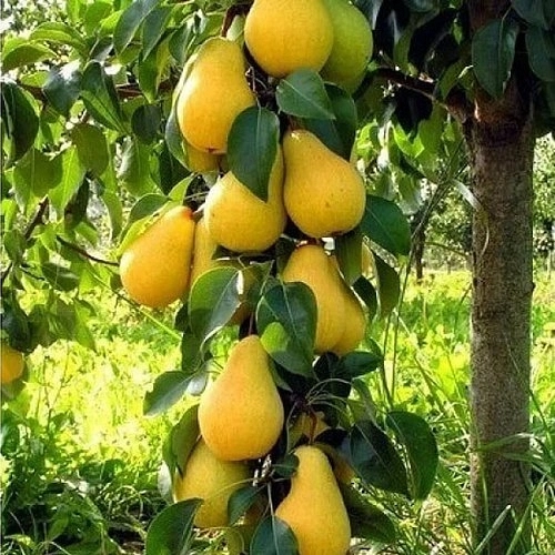 Груша колоновидная 'Декора'