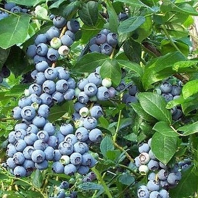 Голубика высокорослая 'Путте'