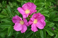 Роза ругоза 'Рубра' (розовый)