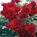 Роза 'Амадеус' (плетистая, шраб) (красная)