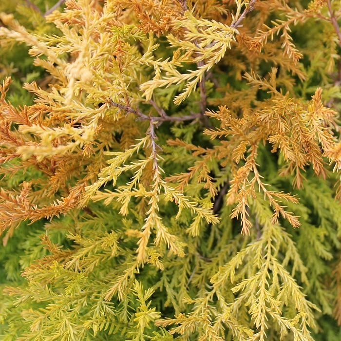 Туя западная 'Фаер Чиф'