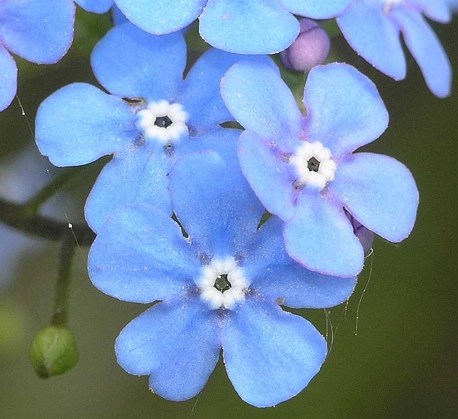 Бруннера крупнолистная