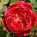 Роза 'Бенджамин Бриттен' (английская) (красная)