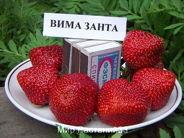 Земляника (клубника) 'Вима Занта'